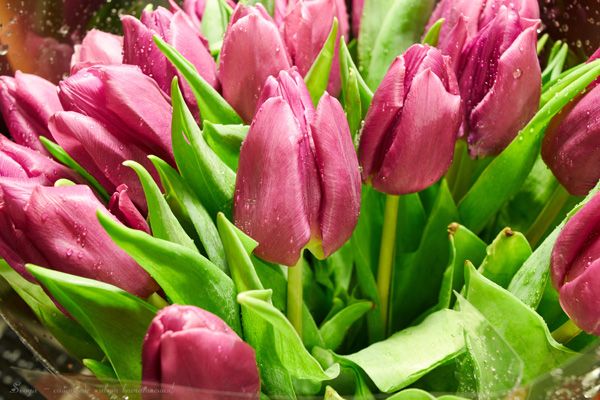 сиреневые тюльпаны, mauve tulips photo