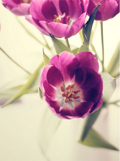 Фиолетовые тюльпаны 352х416, 240х320