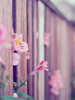 Цветы сквозь забор