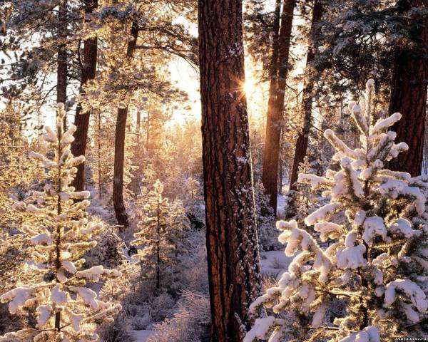 Солнечный зимний лес. Обои 1280х1024