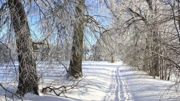 Зимняя лыжня за городом