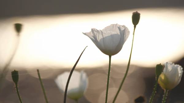 Белые маки на закате