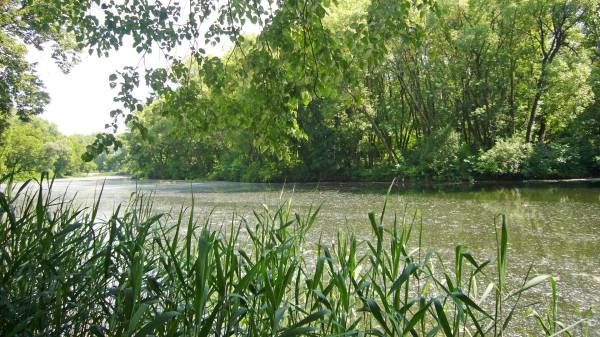 Река, камыши - прекрасное лето 1920х1080