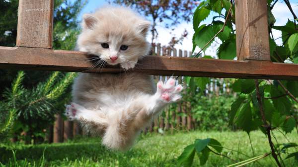 Котёнок болтается на деревянной перекладине