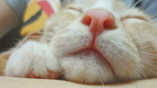 Носик спящего котенка