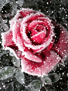 Снег и роза, gif-анимация
