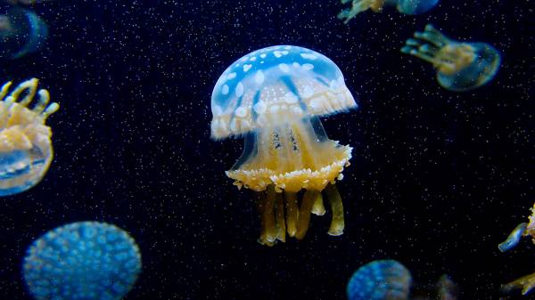 Медуза под водой - красивые обои
