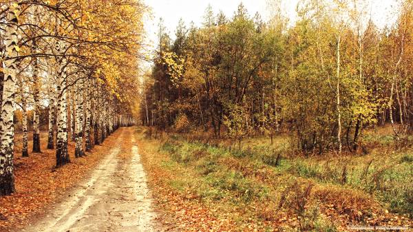 Осенняя аллея за городом