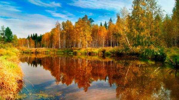 Осенний пейзаж с березами