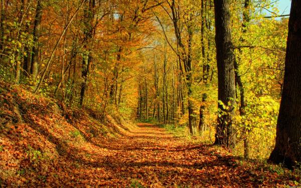 Осенняя золотая дорожка в лесу. Обои 2560х1600